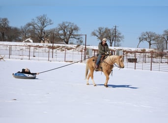 American Paint Horse, Hongre, 6 Ans, 155 cm, Palomino