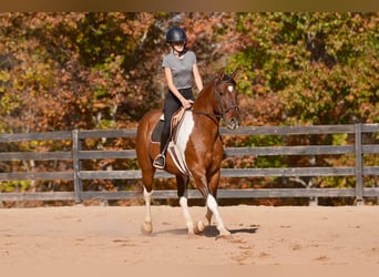 American Paint Horse Croisé, Hongre, 6 Ans, 155 cm, Pinto