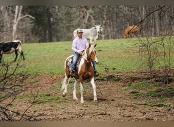 American Paint Horse, Hongre, 6 Ans, 155 cm, Pinto
