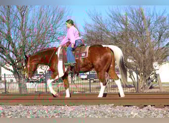 American Paint Horse, Hongre, 6 Ans, 157 cm, Bai cerise