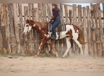 American Paint Horse, Hongre, 6 Ans, 168 cm, Alezan cuivré