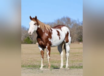 American Paint Horse, Hongre, 6 Ans, 168 cm
