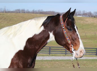 American Paint Horse, Hongre, 6 Ans, Bai cerise