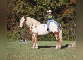 American Paint Horse, Hongre, 6 Ans, Overo-toutes couleurs