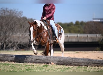 American Paint Horse, Hongre, 6 Ans, Pinto