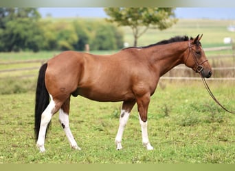 American Paint Horse Croisé, Hongre, 6 Ans, Pinto