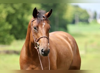 American Paint Horse Croisé, Hongre, 6 Ans, Pinto