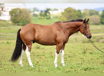 American Paint Horse Croisé, Hongre, 6 Ans, Pinto