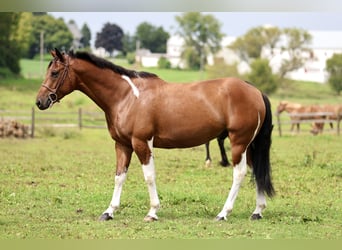 American Paint Horse Croisé, Hongre, 6 Ans, Pinto