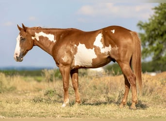 American Paint Horse, Hongre, 7 Ans, 142 cm, Overo-toutes couleurs