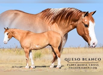 American Paint Horse Croisé, Hongre, 7 Ans, 147 cm, Palomino