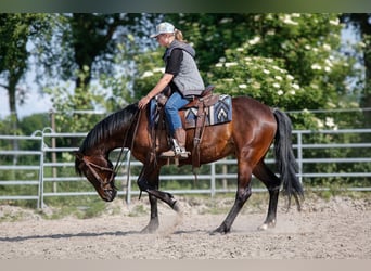 American Paint Horse, Hongre, 7 Ans, 150 cm, Bai