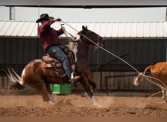 American Paint Horse, Hongre, 7 Ans, 152 cm, Tobiano-toutes couleurs
