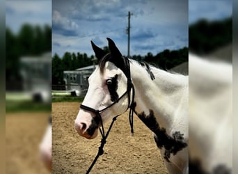 American Paint Horse, Hongre, 7 Ans, 152 cm, Tovero-toutes couleurs
