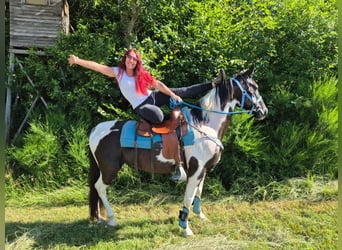 American Paint Horse Croisé, Hongre, 7 Ans, 155 cm, Pinto