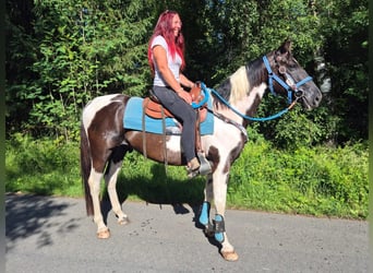 American Paint Horse Croisé, Hongre, 7 Ans, 155 cm, Pinto
