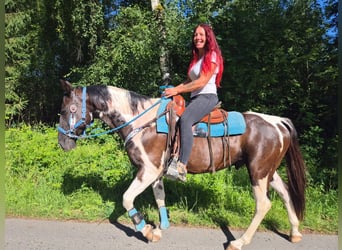 American Paint Horse Croisé, Hongre, 7 Ans, 155 cm, Pinto