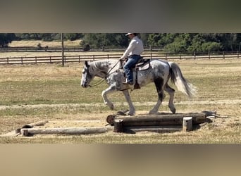 American Paint Horse, Hongre, 7 Ans, 157 cm, Gris