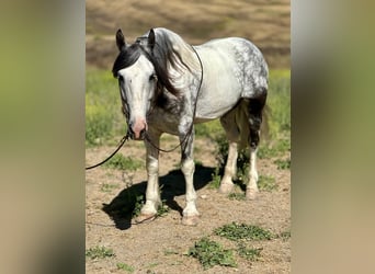 American Paint Horse, Hongre, 7 Ans, 157 cm, Gris