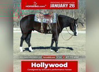 American Paint Horse, Hongre, 7 Ans, 157 cm, Noir