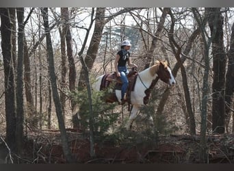 American Paint Horse, Hongre, 7 Ans, 157 cm, Pinto