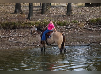 American Paint Horse, Hongre, 7 Ans, 157 cm