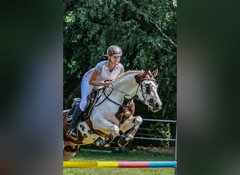 American Paint Horse, Hongre, 7 Ans, 162 cm, Tovero-toutes couleurs