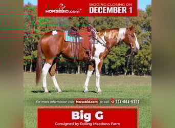 American Paint Horse, Hongre, 7 Ans, 168 cm, Pinto