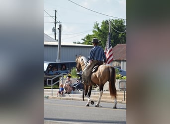 American Paint Horse, Hongre, 7 Ans, Buckskin