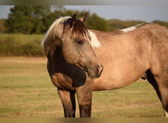American Paint Horse, Hongre, 7 Ans, Buckskin