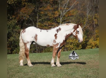 American Paint Horse, Hongre, 7 Ans, Overo-toutes couleurs