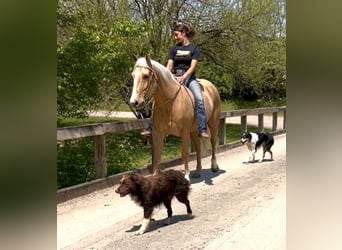 American Paint Horse, Hongre, 7 Ans, Palomino