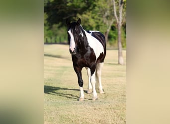 American Paint Horse Croisé, Hongre, 7 Ans, Pinto