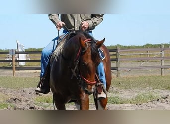 American Paint Horse, Hongre, 7 Ans