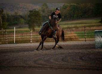 American Paint Horse, Hongre, 7 Ans, Tobiano-toutes couleurs