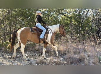 American Paint Horse, Hongre, 8 Ans, 147 cm, Pinto
