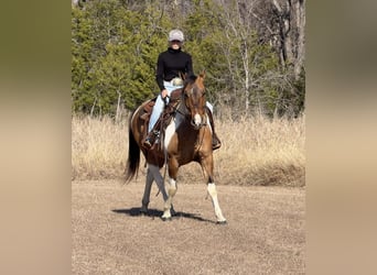 American Paint Horse, Hongre, 8 Ans, 147 cm, Pinto