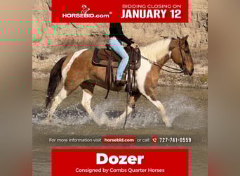 American Paint Horse, Hongre, 8 Ans, 147 cm