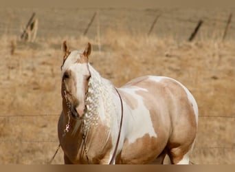American Paint Horse, Hongre, 8 Ans, 152 cm, Palomino