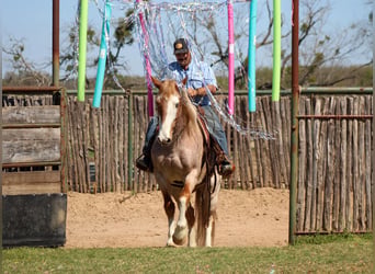 American Paint Horse, Hongre, 8 Ans, 152 cm, Rouan Rouge