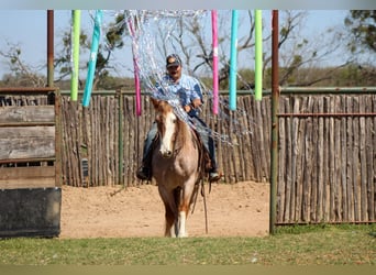 American Paint Horse, Hongre, 8 Ans, 152 cm, Rouan Rouge