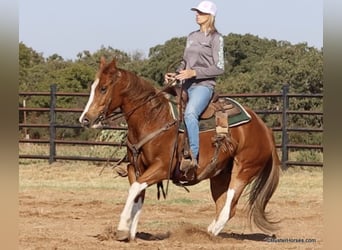 American Paint Horse, Hongre, 8 Ans, 155 cm, Alezan brûlé