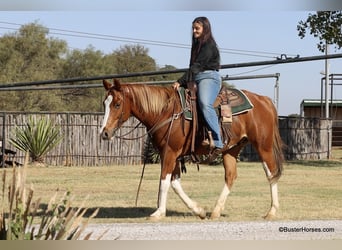 American Paint Horse, Hongre, 8 Ans, 155 cm, Alezan brûlé