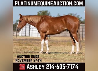 American Paint Horse, Hongre, 8 Ans, 155 cm, Alezan brûlé
