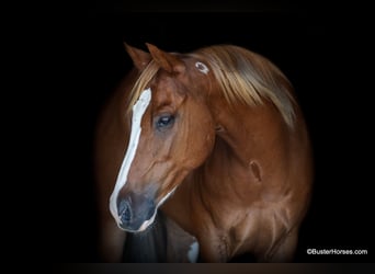 American Paint Horse, Hongre, 8 Ans, 155 cm, Alezan brûlé