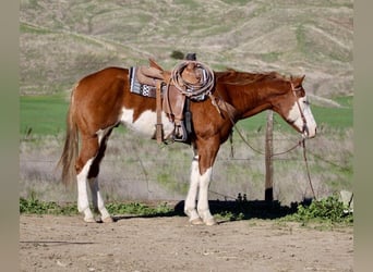 American Paint Horse, Hongre, 8 Ans, 155 cm, Overo-toutes couleurs