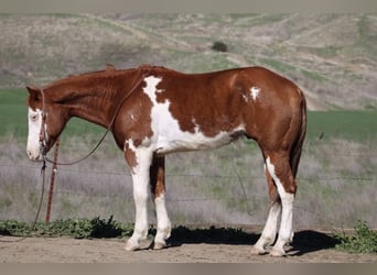 American Paint Horse, Hongre, 8 Ans, 155 cm, Overo-toutes couleurs