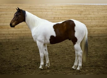 American Paint Horse, Hongre, 8 Ans, 160 cm, Pinto