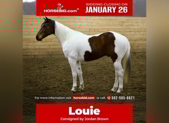 American Paint Horse, Hongre, 8 Ans, 160 cm, Pinto