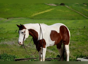 American Paint Horse, Hongre, 8 Ans, 163 cm, Tobiano-toutes couleurs